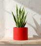 Large Red Round Plant Pot 15 cm, Handmade Indoor Planter