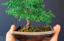 Bonsai Trees