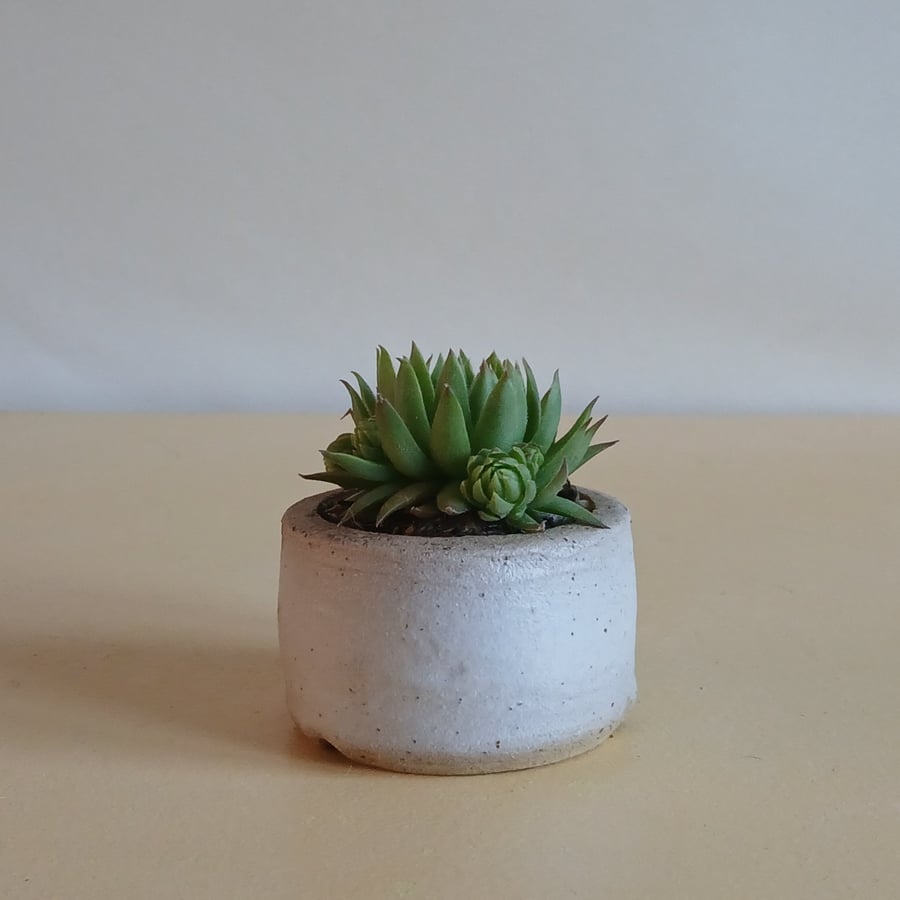 Succulent and cactus pot from series A