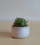 Succulent and cactus pot from series A