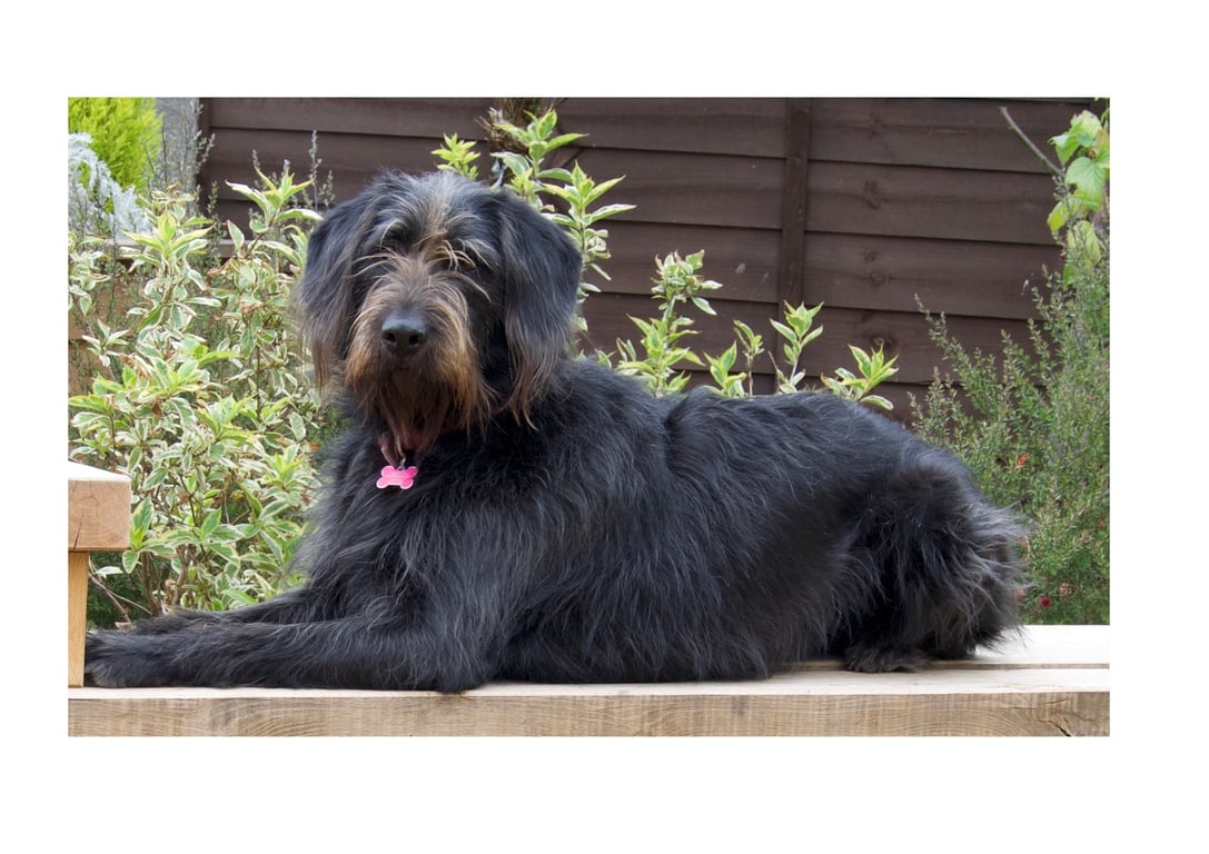 Dune Chick ....What Wood U Say?