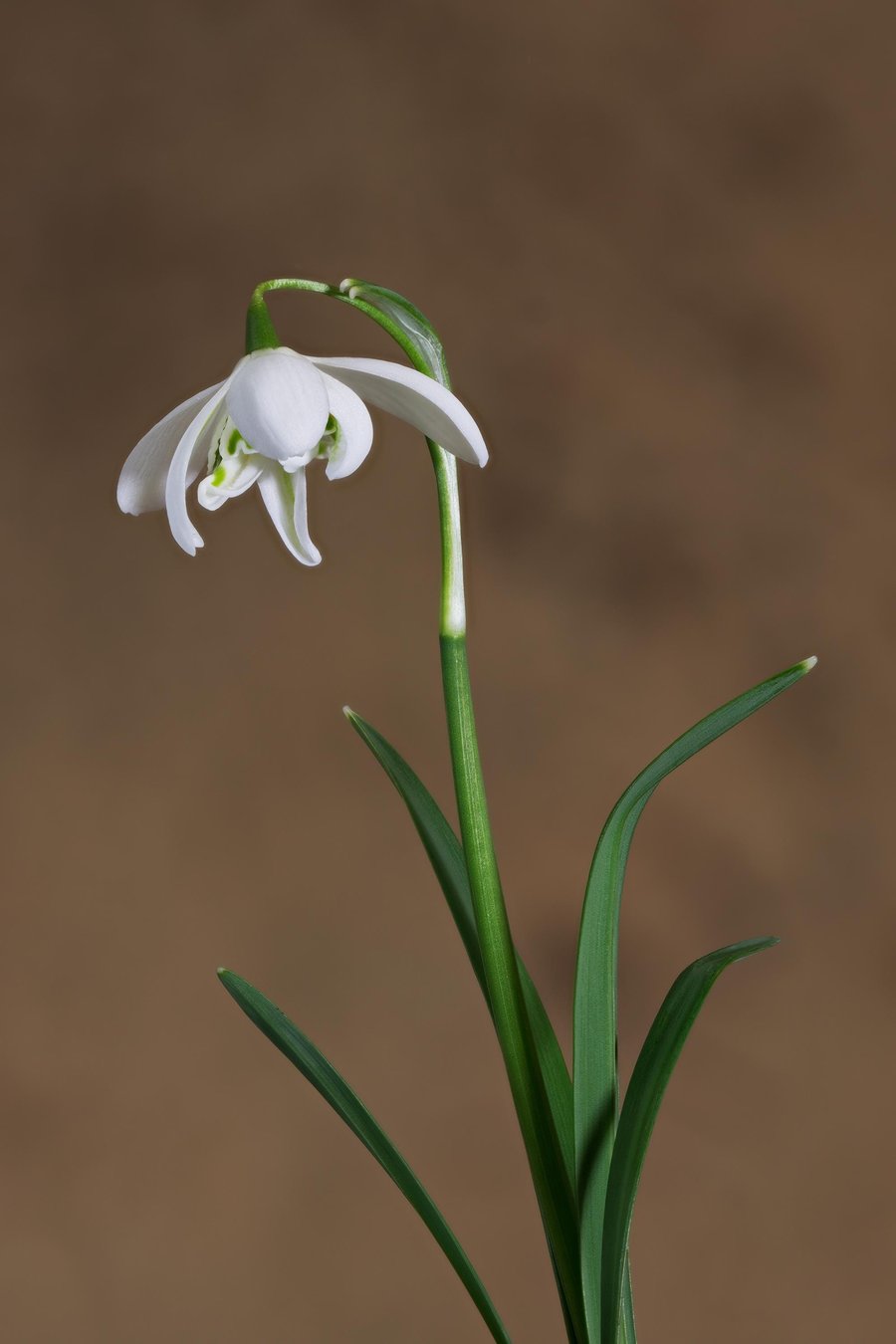 A single Snowdrop flower print