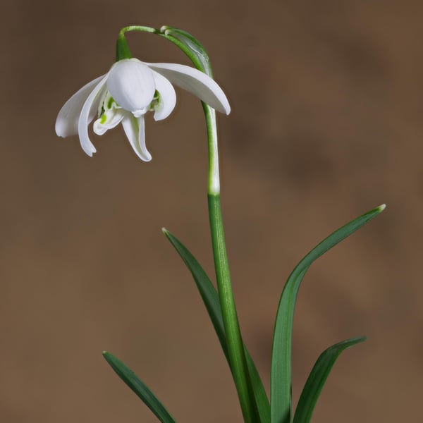 A single Snowdrop flower print