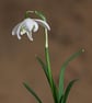 A single Snowdrop flower print - Image 1