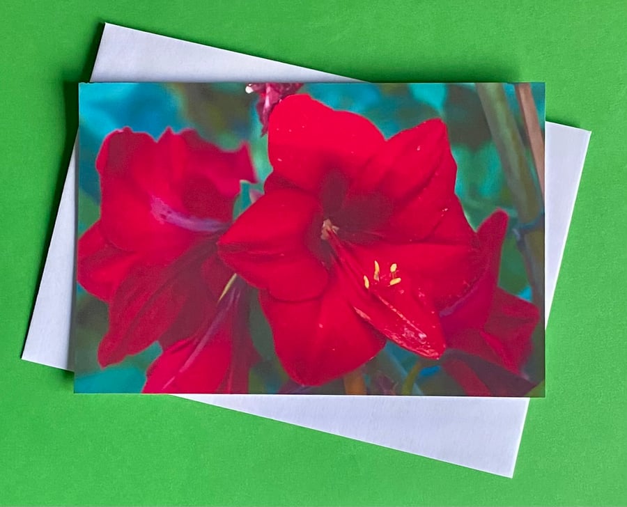 Lipstick Red Amaryllis - Photographic Print Greetings Card