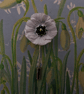 WHITE PEACE POPPY PIN Floral Wedding Remembrance Lapel Flower HAND PAINTED - Image 5