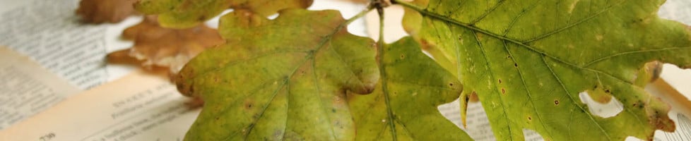 Stories Under Stones Claire Simpson