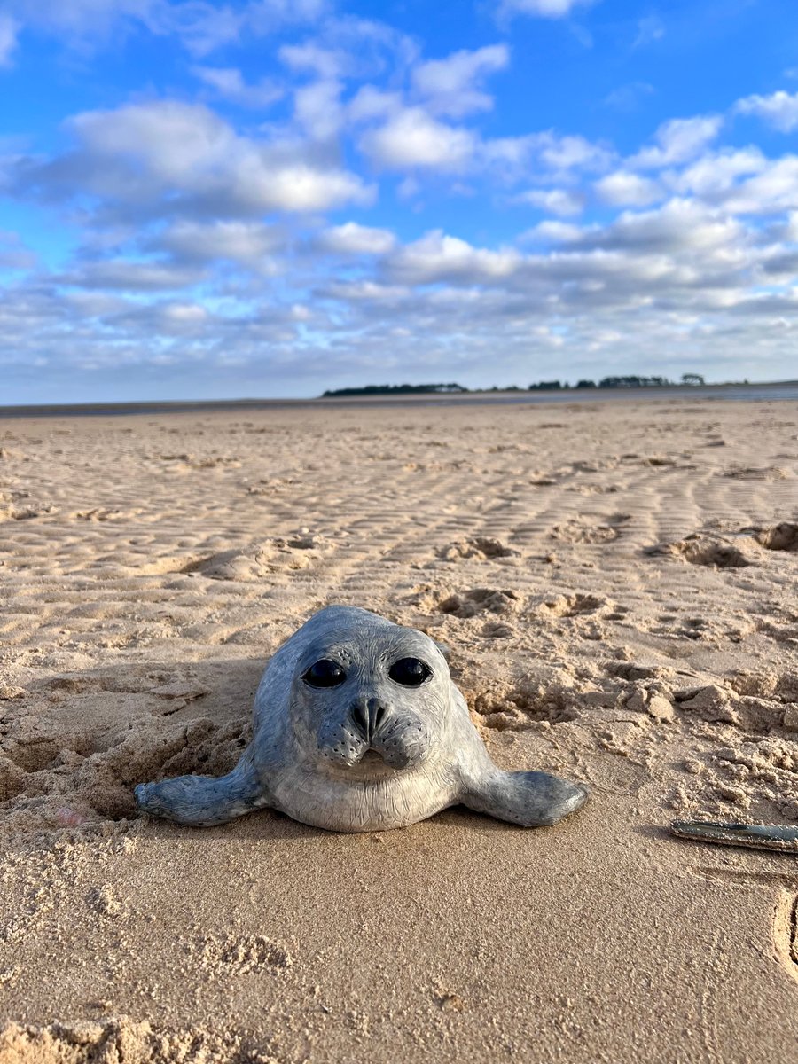 Large Harbour Seal 