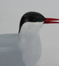 Arctic tern - Image 4
