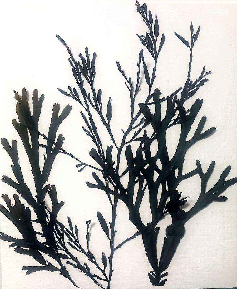 Real seaweed art