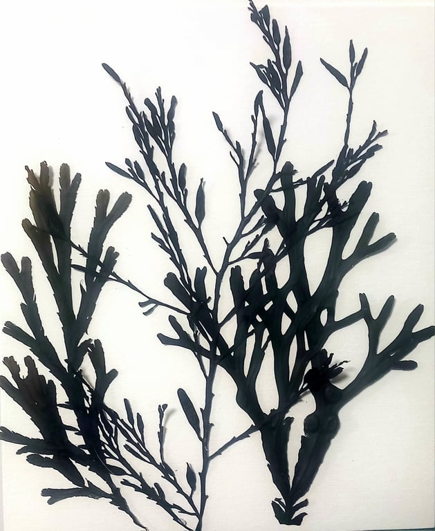 Real seaweed art