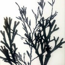 Real seaweed art
