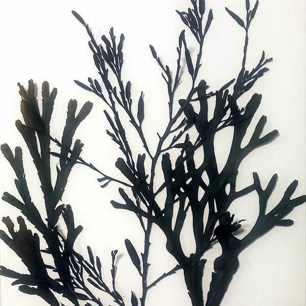Real seaweed art