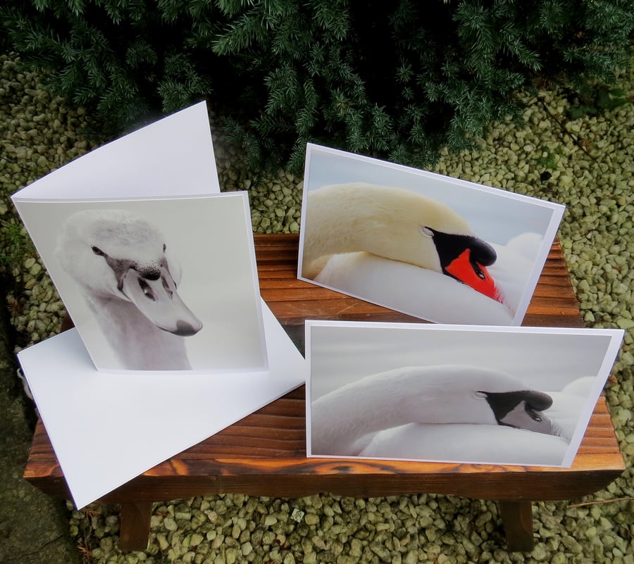 The snoozy swan. A set of three cards featuring original photographs.