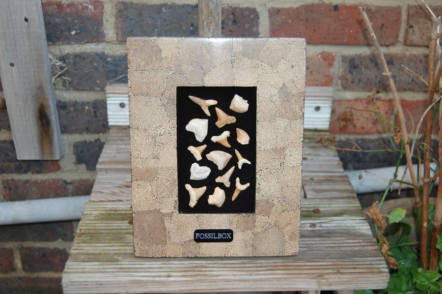 Multiple fossil shark teeth display