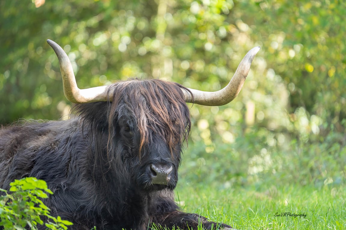 Black Highland Cow