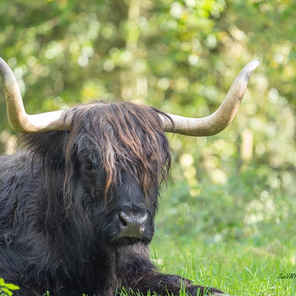 Black Highland Cow