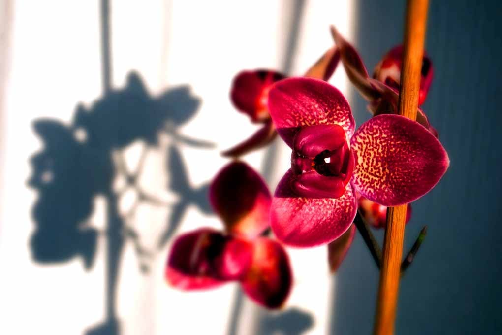 Red Purple Orchid Flower Flowering Plant Photograph Print