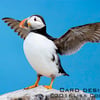 Exclusive Blue Puffin Greetings Card