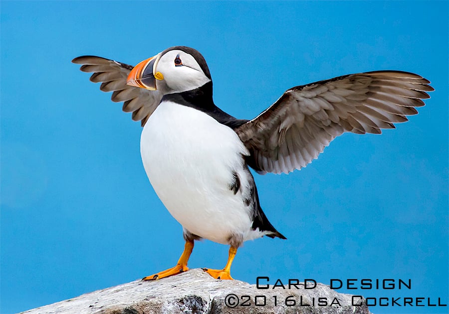 Exclusive Blue Puffin Greetings Card