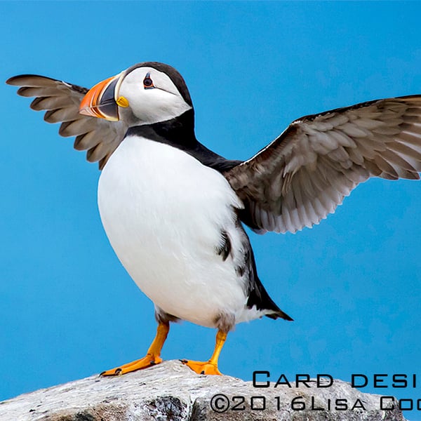 Exclusive Blue Puffin Greetings Card