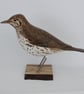 Song thrush - Image 5