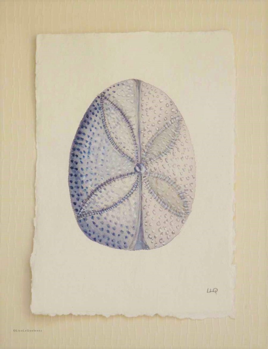 Original watercolour study of a sand dollar urchin from the coastal series