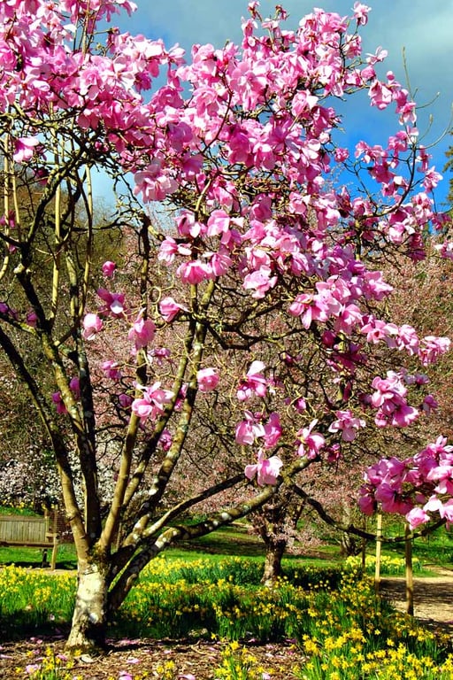 Magnolia Tree Blossom Batsford Arboretum Cotswolds UK Photograph Print
