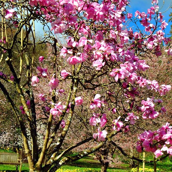 Magnolia Tree Blossom Batsford Arboretum Cotswolds UK Photograph Print