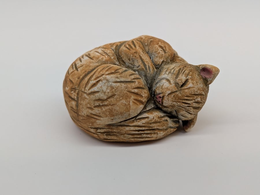 Mini Curled Cat 2