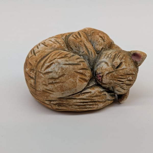 Mini Curled Cat 2
