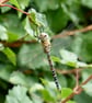 Dragonfly - Image 1