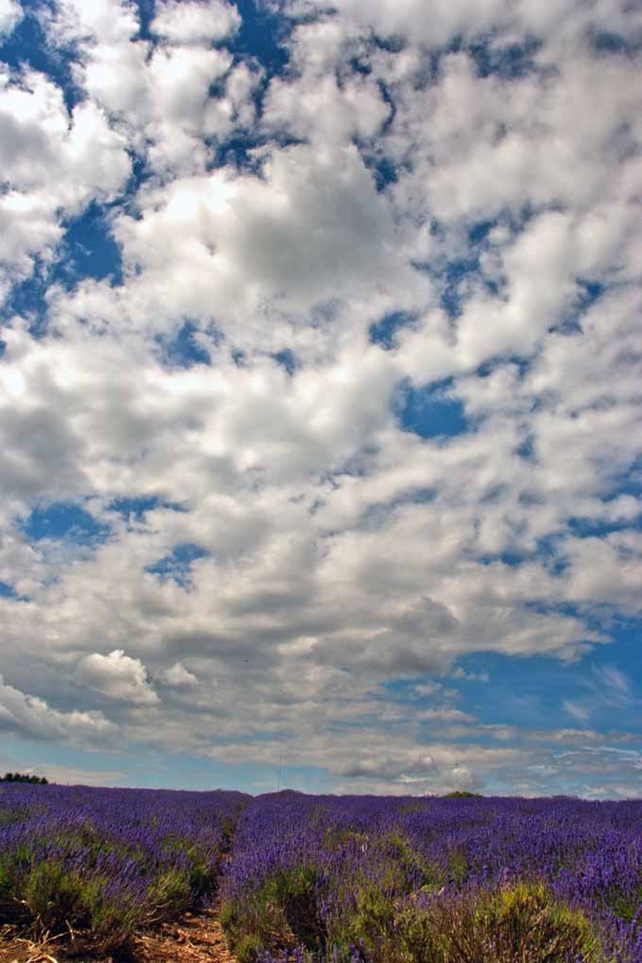 Lavender Field Summer Flowers Cotswolds England Photograph Print
