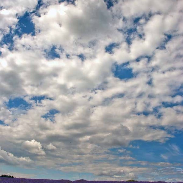 Lavender Field Summer Flowers Cotswolds England Photograph Print