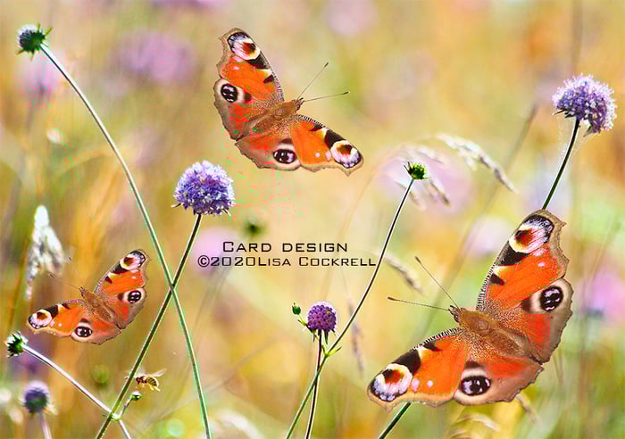 Lisa Cockrell Photography