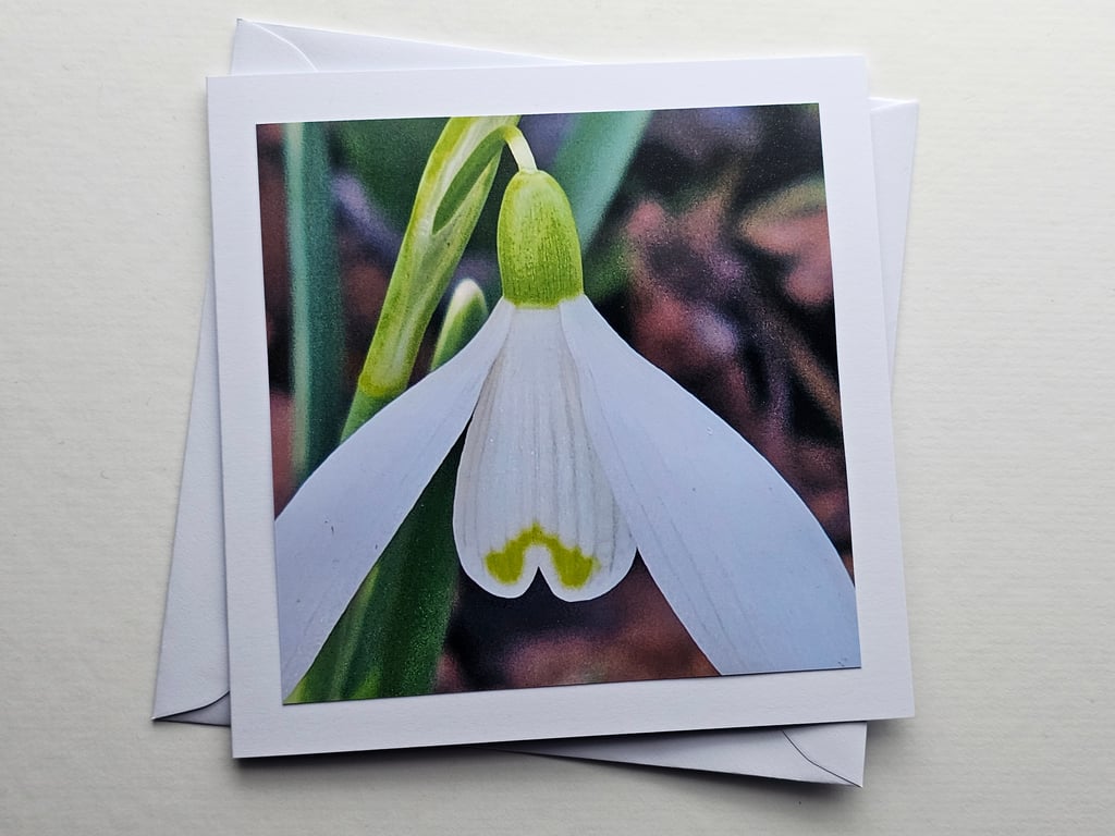 Snowdrop Close-Up Large Square Blank Photographic Card 6" x 6" 