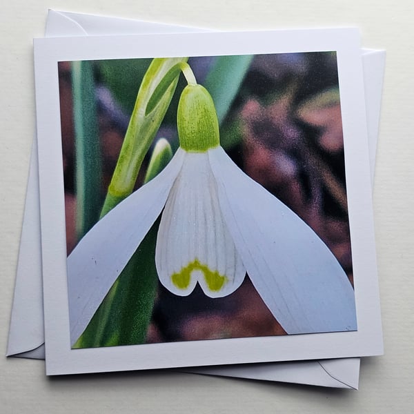 Snowdrop Close-Up Large Square Blank Photographic Card 6" x 6" 