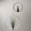 Hanging Air Plant Hanger, Ring Design With Pot, Home Décor, Air Plant Holder