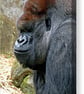 African Gorilla Ape Animal Portrait Photograph Print - Image 6