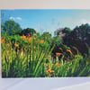 Crocosmias at Beth Chatto gardens - greeting card