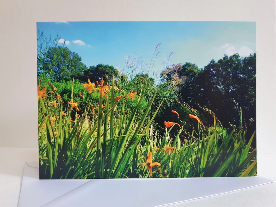 Crocosmias at Beth Chatto gardens - greeting card