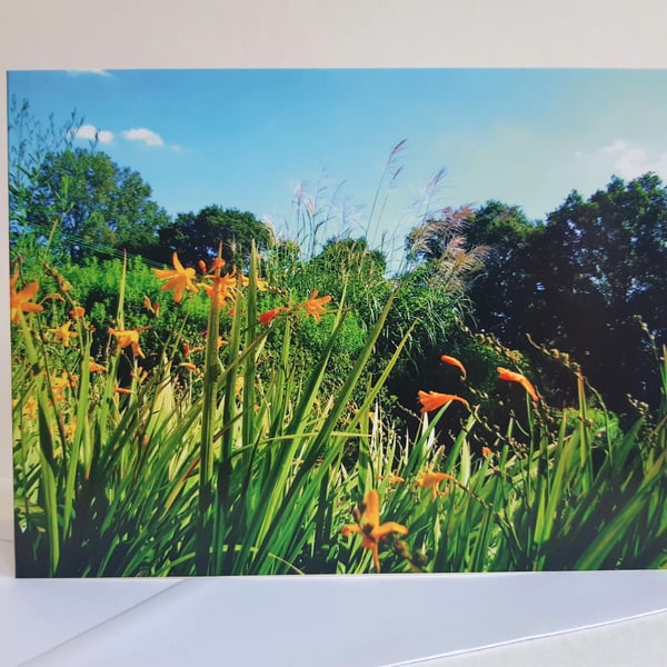 Crocosmias at Beth Chatto gardens - greeting card