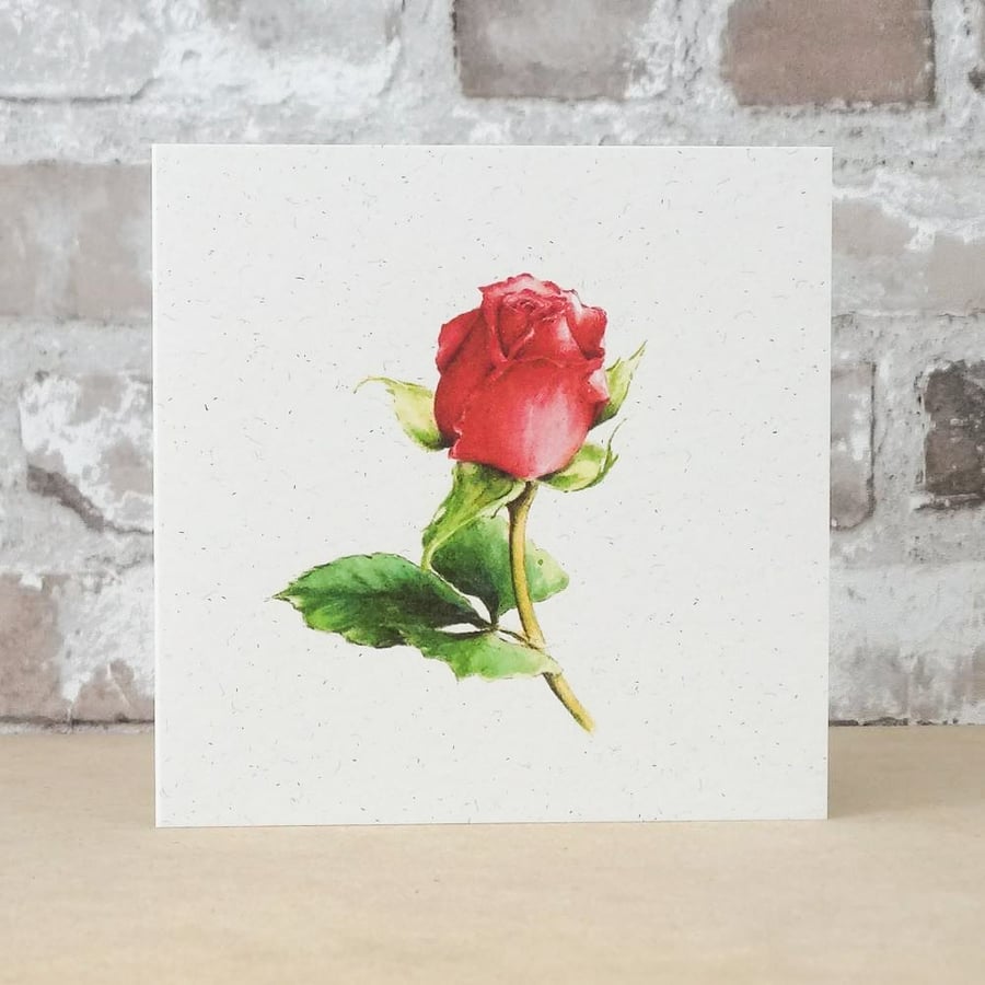 Card Red Rose Blank Eco friendly