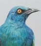Cape starling card - Image 3