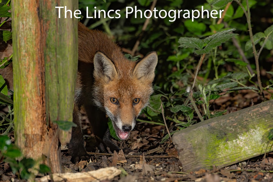 Fox cub print (Limited edition of 10)