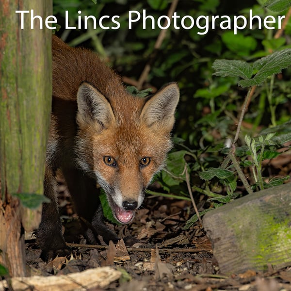 Fox cub print (Limited edition of 10)