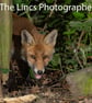 Fox cub print (Limited edition of 10)