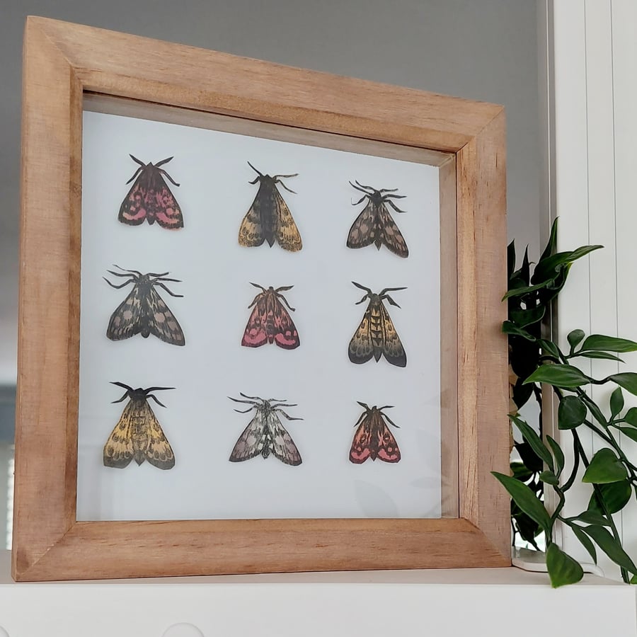 Micro Moth Drypoint Print Collection 