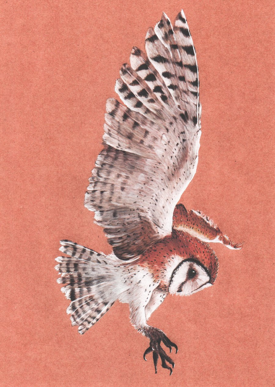 Hunting Barn Owl blank cards pack of 6 