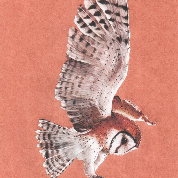Hunting Barn Owl blank cards pack of 6 